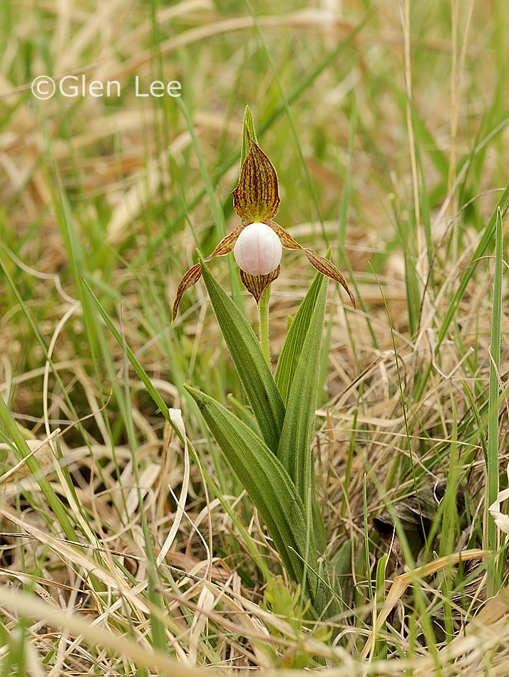 Cypripedium candidum photos Saskatchewan Wildflowers